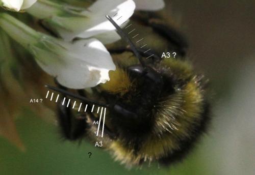 Bombus lapidarius